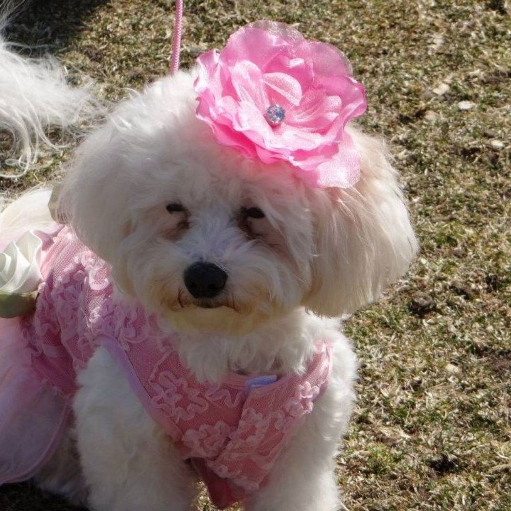 Meet your Posher, Nancy